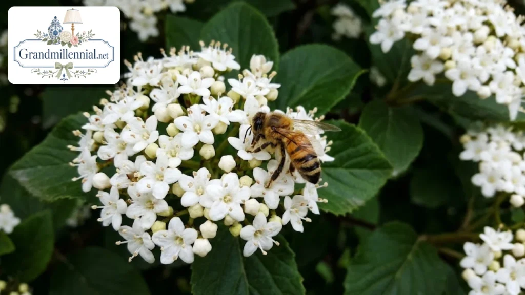 walters-viburnum-bee-flowers.jpg